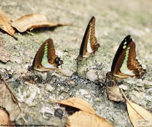 puzzel Drie vlinders op een boomstam