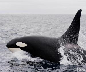 puzzel Een orka, ook wel bekend als de baleine tueuse