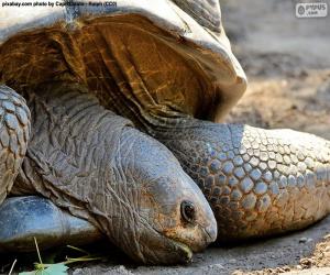 puzzel Hoofd van de aardse schildpad