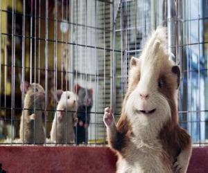 puzzel Hurley, een veelvraat cavia dierenwinkel dat het team van agenten joins G-Force