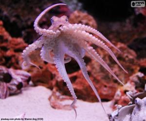 puzzel Octopus, zee-dier met acht armen