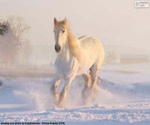 puzzel Paardenraces op sneeuw