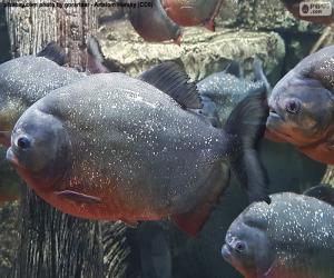puzzel Piranha