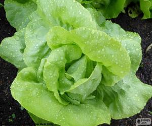 puzzel Salade