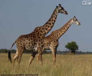 puzzel Twee giraffen