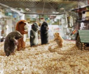 puzzel Vier leden van het team G-Force: Agenten Juarez, Blaster, Darwin en Speckles in de dierenwinkel