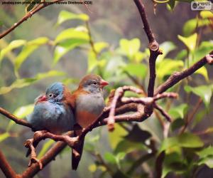 puzzel Aantal vogels