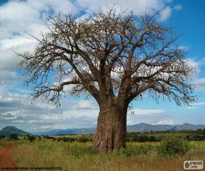 puzzel Afrikaanse Baobab