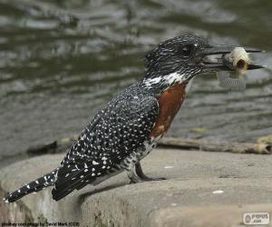 puzzel Afrikaanse reuzenijsvogel