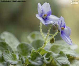 puzzel Afrikaanse Violet Bloemen