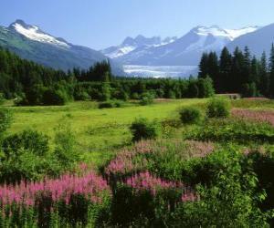 puzzel Alaska in de zomer landschap