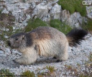 puzzel Alpenmarmot