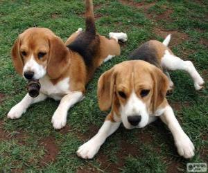 puzzel American Foxhound pups