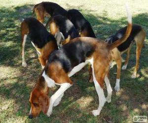 puzzel American Foxhound