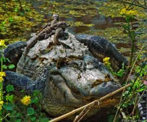 puzzel Amerikaanse alligator, een van de grootste krokodil in de Amerikas, een beschermde diersoort in de VS