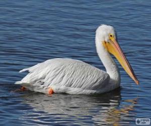 puzzel Amerikaanse witte pelikaan