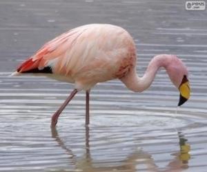 puzzel Andesflamingo