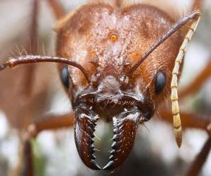 puzzel Ant's hoofd