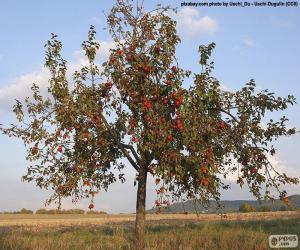 puzzel Appelbomen