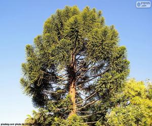 puzzel Araucaria