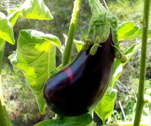 puzzel Aubergine