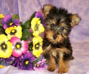 puzzel Australische Silky Terrier Puppy