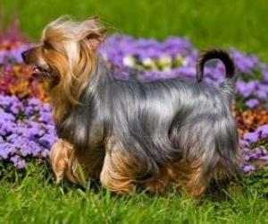 puzzel Australische Silky Terrier Australische Terrier of een terrier komt oorspronkelijk uit Australië