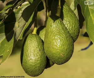 puzzel Avocado's in de boom