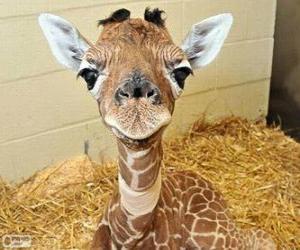 puzzel Baby giraffe