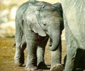 puzzel Baby olifant met zijn moeder