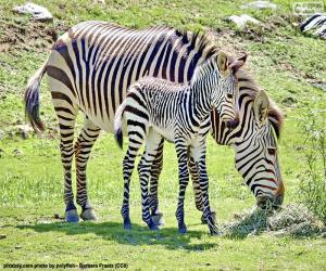 puzzel Baby Zebra en haar moeder