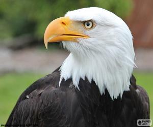 puzzel Bald Eagle hoofd