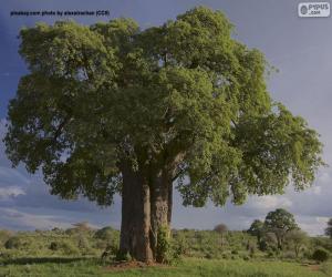 puzzel Baobab