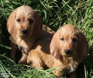 puzzel Basset Fauve de Bretagne pups