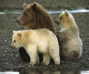 puzzel Bear Family