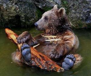 puzzel Bear in het water