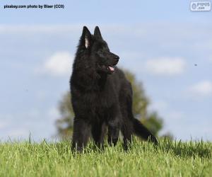 puzzel Belgisch herder groenendael puppy