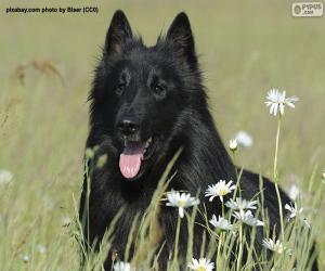 puzzel Belgisch herder groenendael hoofd