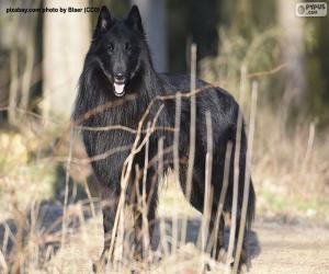 puzzel Belgische herder groenendael