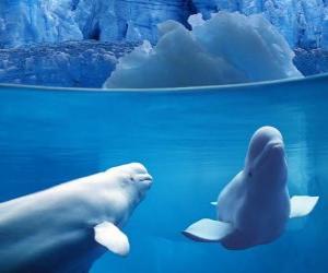 puzzel Beluga walvis is een soort van getande Monodontidae familie in de Arctische en subarctische.