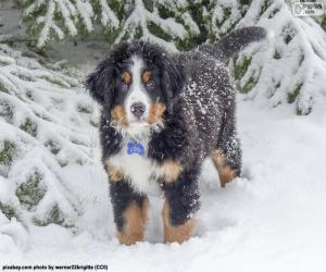 puzzel Berner sennenhond pup