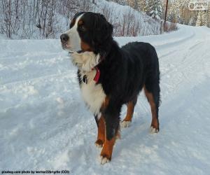 puzzel Berner Sennenhond