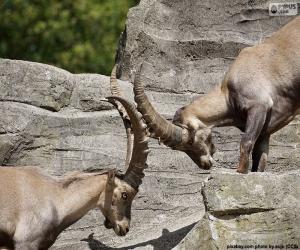 puzzel Bestrijding van tussen twee Alpensteenbok