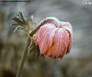 puzzel Bevroren bloem