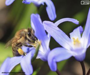puzzel Bijen verzamelen van stuifmeel