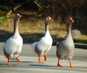 puzzel Binnenlandse gans