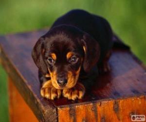 puzzel Black and tan coonhound pup