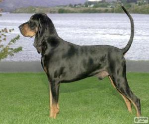 puzzel Black and Tan Coonhound