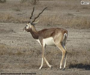 puzzel Blackbuck