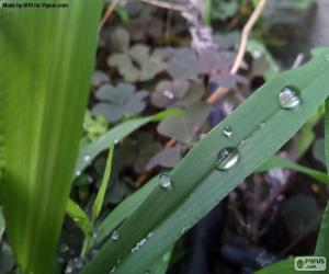 puzzel Blad met druppels water